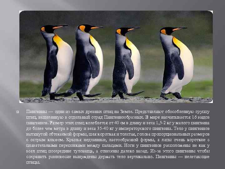 Рассказ про пингвина 1 класс