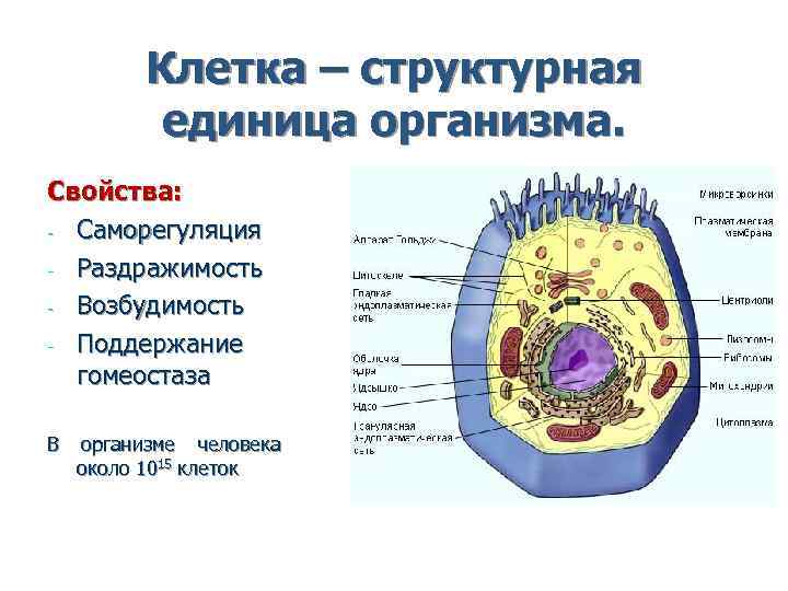 Клетка основная единица живого организма 5. Клетка структурная единица организма. Структурные единицы клетки.