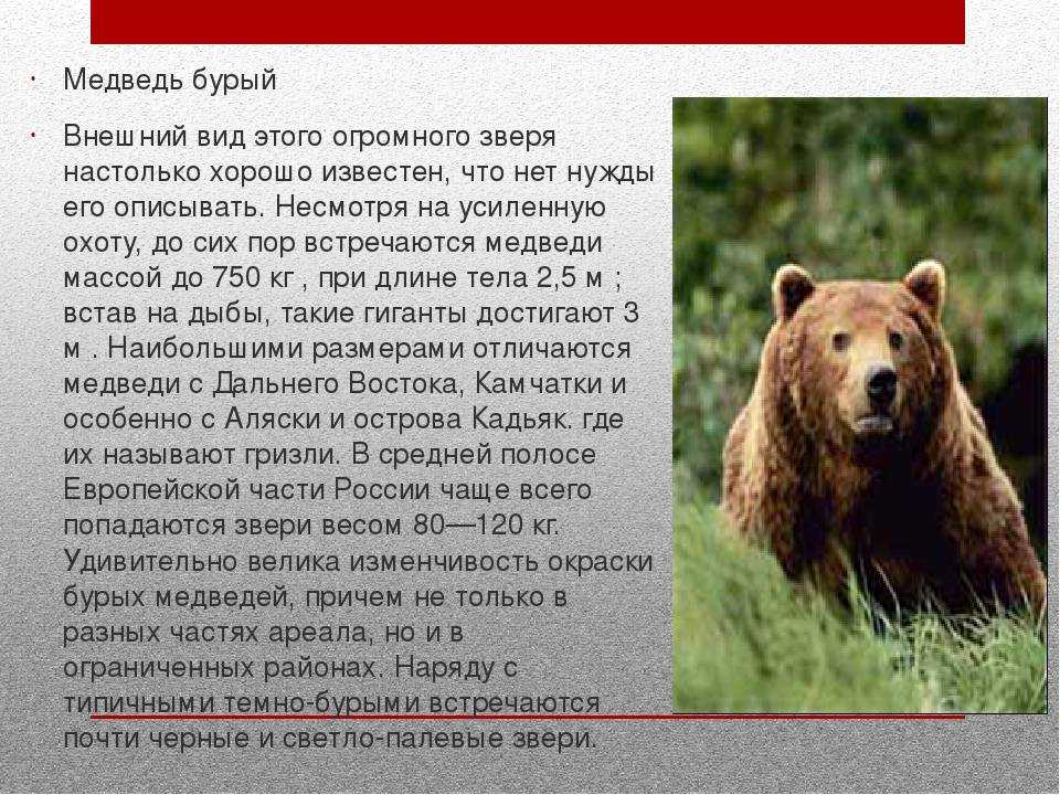 Описание фото камчатский бурый медведь 5 класс