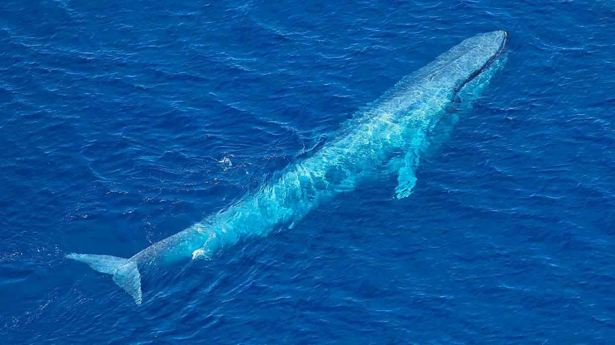 Жизнь синих китов. Голубой кит Balaenoptera musculus. Синий кит блювал. Синий голубой кит блювал. Голубой кит 33 метра.