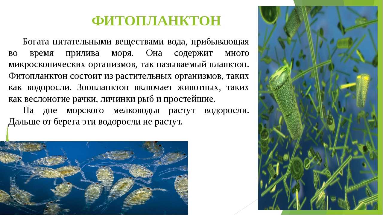 Фитопланктон группа