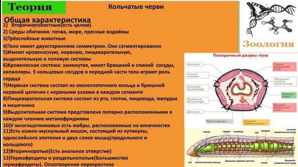 Пищеварительная система органов кольчатых червей. Системы кольчатых червей 7 класс. Строение кольчатых червей 7 класс круглые. Пищеварительная система кольчатых червей 7 класс биология. Характеристика кольчатых червей и строение.