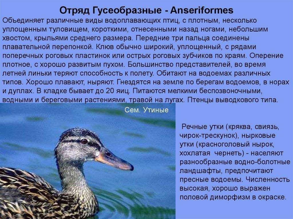 Описание утки. Отряд Гусеобразные описание. Водоплавающие птицы отряд Гусеобразные. Описание отряда гусеобразных. Отряд Гусеобразные строение.