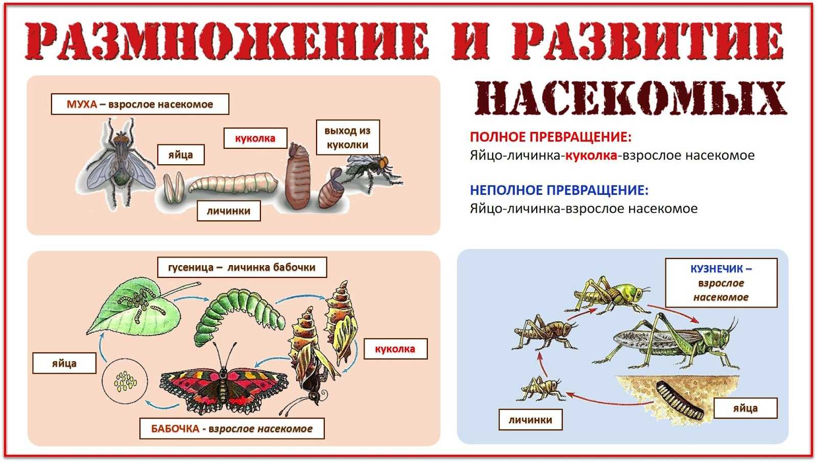 На рисунке изображен тип развития насекомых