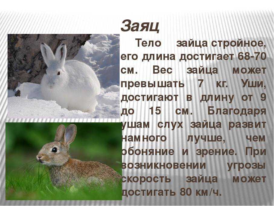 Текст про зайца 2 класс. Заяц Беляк в тайге. Сообщение о зайце. Доклад про зайца. Описание зайца.