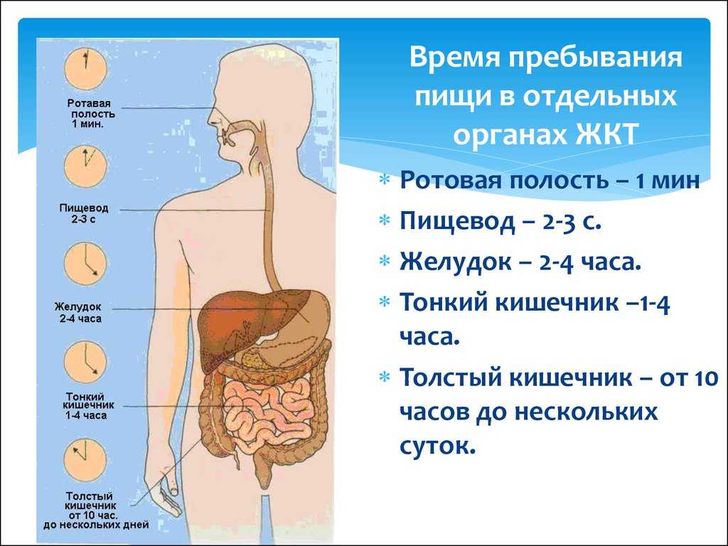 Как переваривается пицца