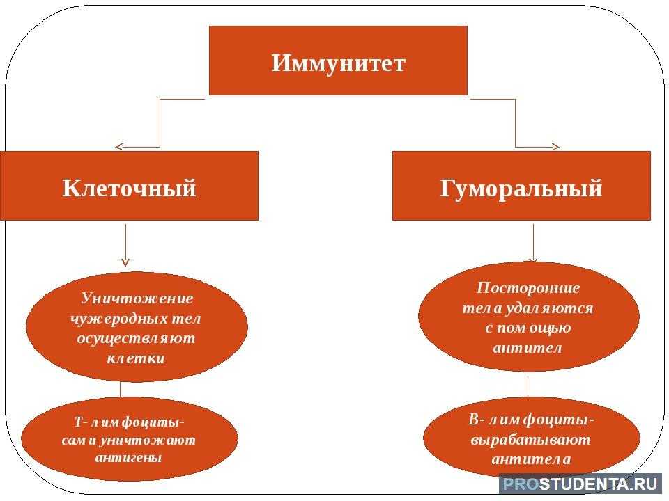 Клеточный иммунитет и гуморальный иммунитет презентация