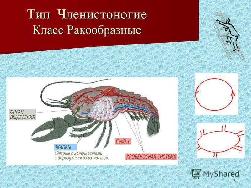 Презентация по биологии 7 класс тип членистоногие класс ракообразные