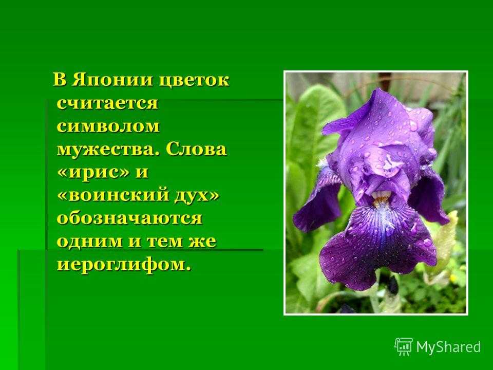 Какой цветок считался. Ирис цветок описание. Описание ириса цветка. Рассказ о ирисе. Легенда о ирисе.