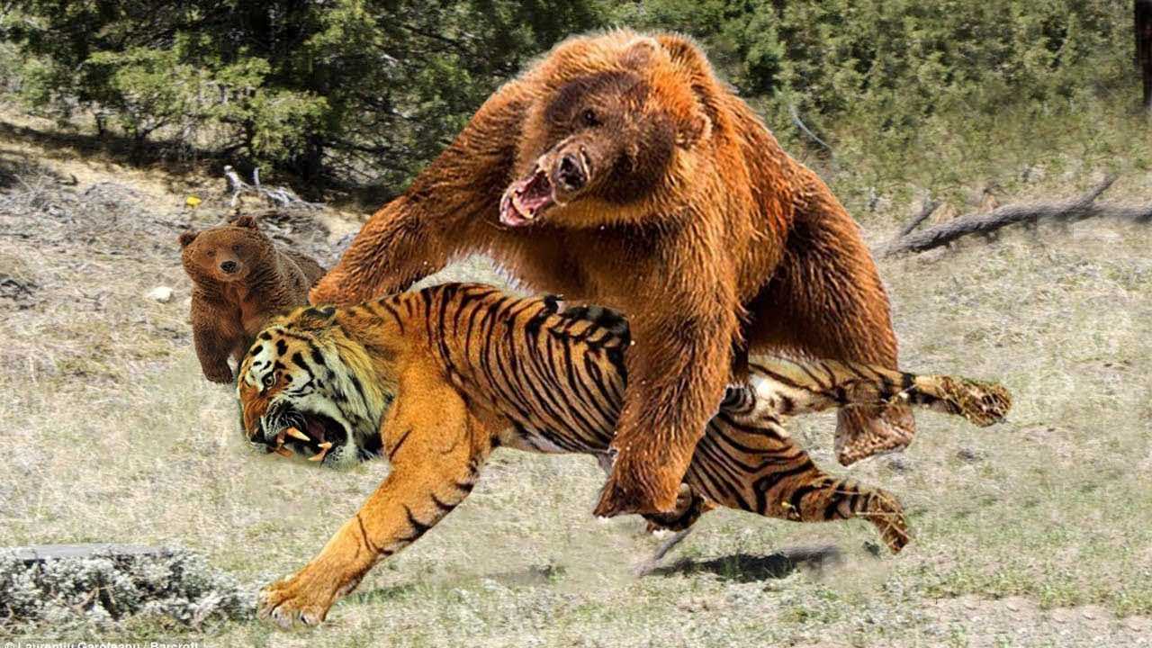 Нападение животных. Бурый медведь против тигра. Медведь Гризли против Льва. Медведь Гризли против тигра. Медведь Кадьяк против тигра.