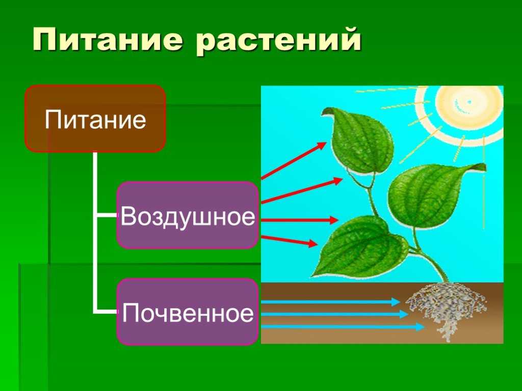 Обычное питание растений