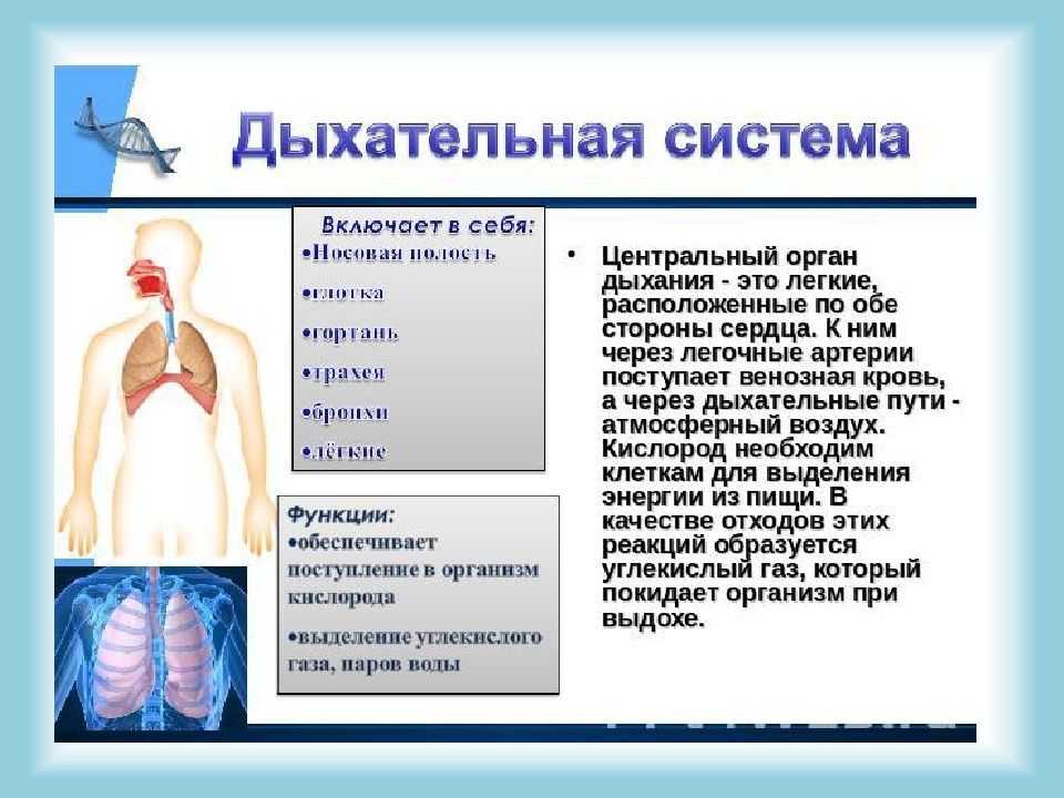 Человек дыхание человека 3 класс 8 вид презентация