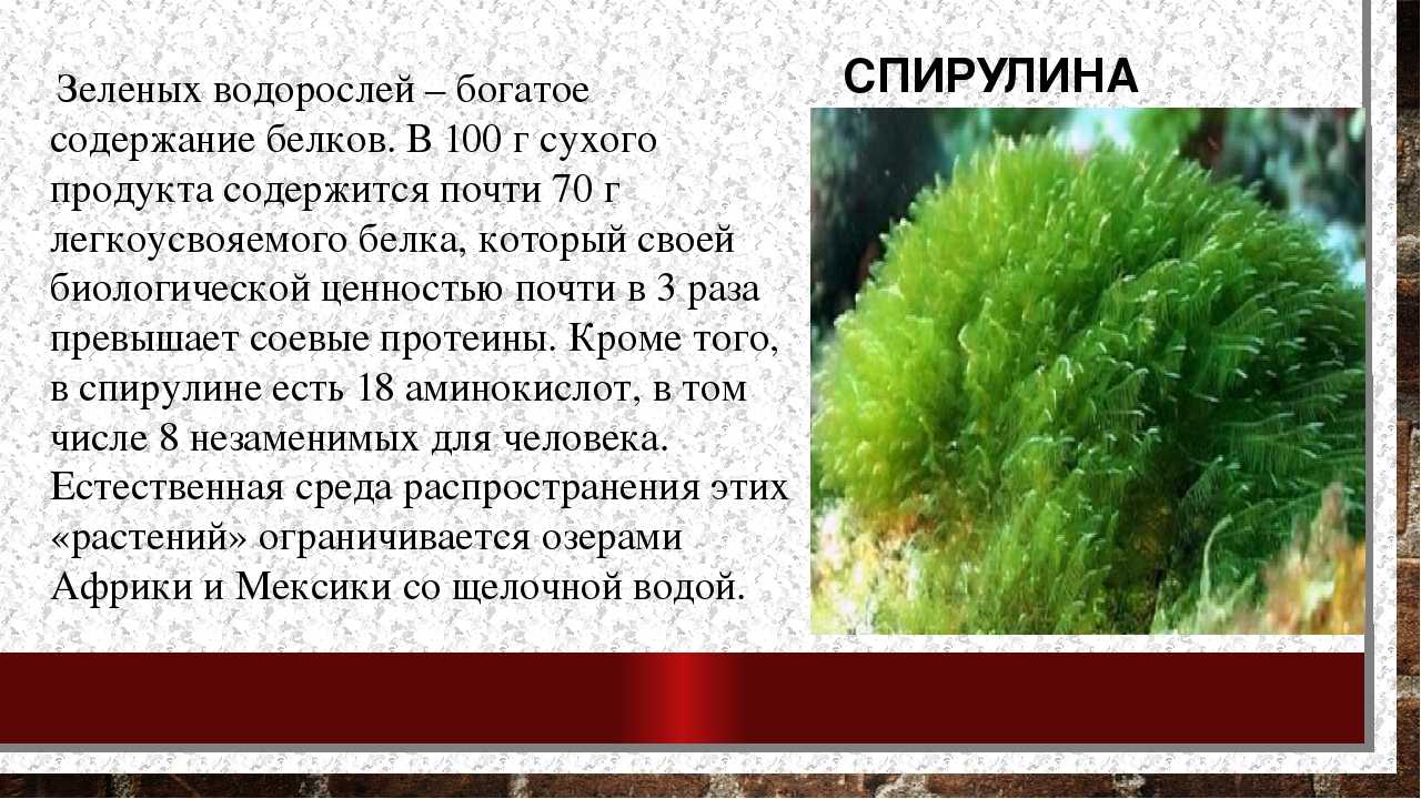 У водорослей имеется. Зеленые морские водоросли. Интересно о водорослях. Интересные факты о водорослях. Интересные факты о зеленых водорослях.