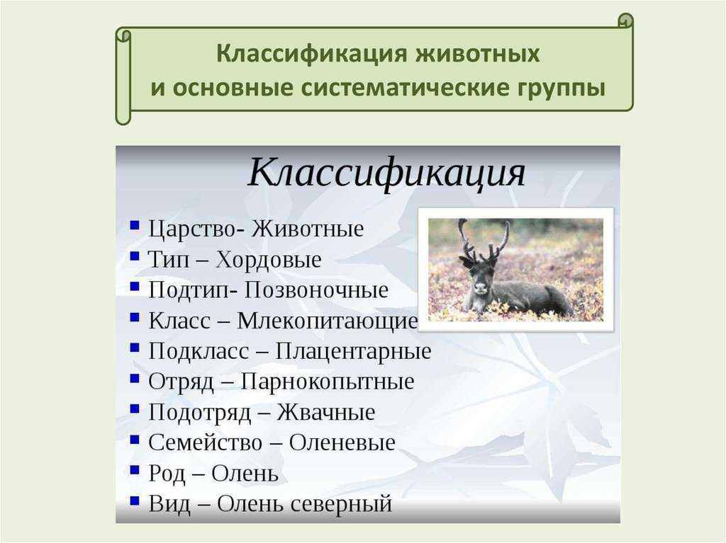 Схема классификации животных 7 класс