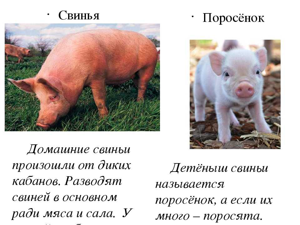 Свинья окружающий мир 3 класс. Свинья. Рассказ о свинье. Описание свиньи для детей. Описание домашнего животного свинья.