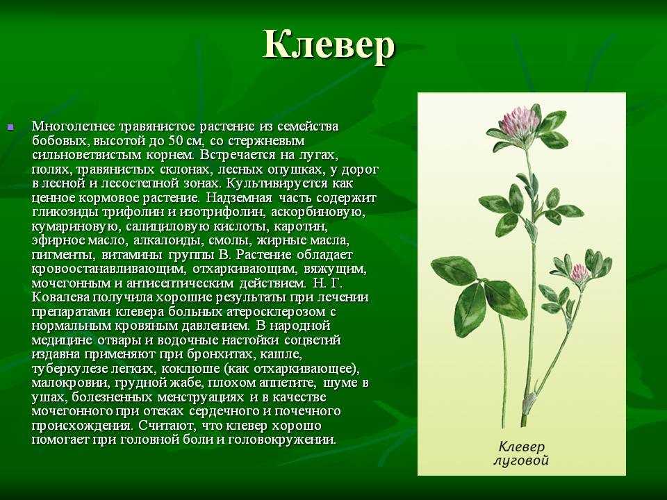 2 любых растения. Клевер семейство бобовых. Клевер Луговой окружающий мир. Доклад о растениях. Сообщение о клевере.