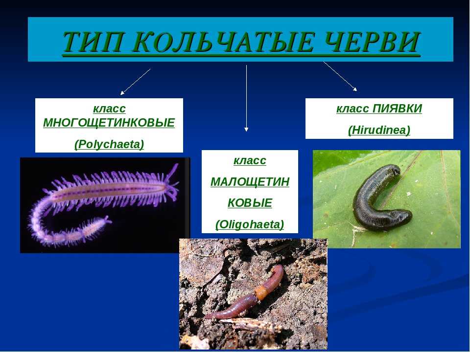Примеры группы червей. Тип кольчатые черви .и кольчецы. Тип кольчатые черви 7 класс биология. Представители кольчатых червей червей. Класс кольчатые черви 7 класс биология.