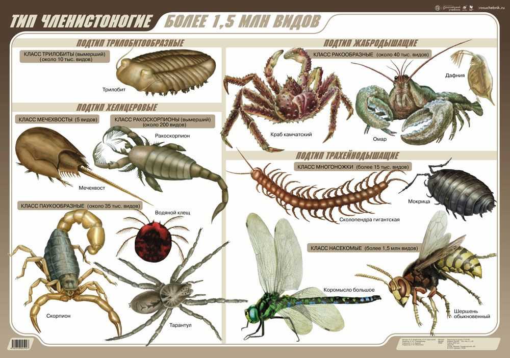 Членистоногие классификация схема