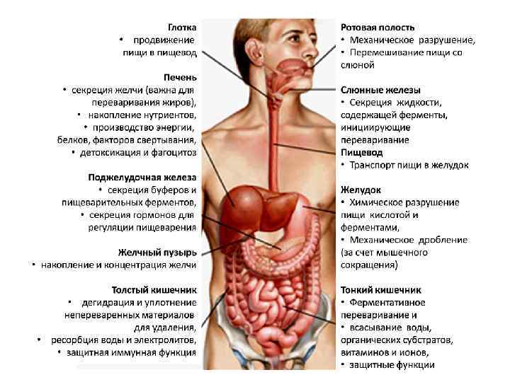 Процесс пищеварения в организме человека схема по часам