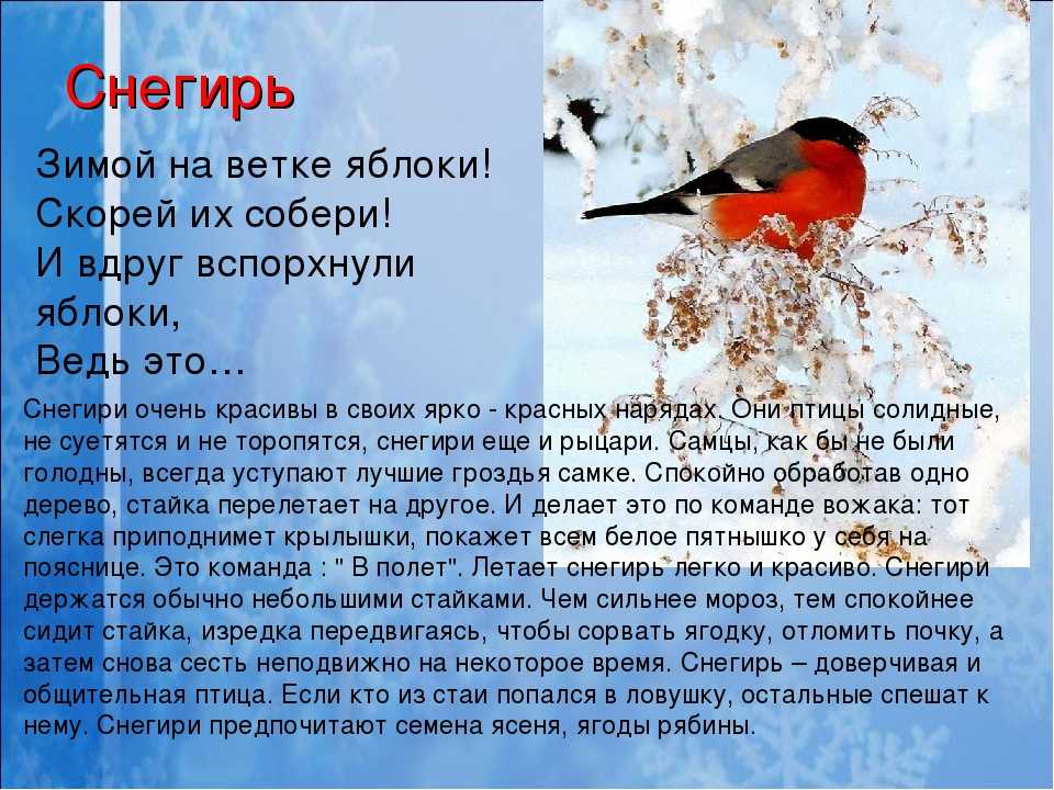 1 рассказ о птиц