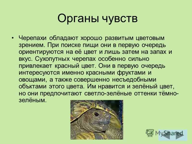 Интересные факты о животных презентация 1 класс