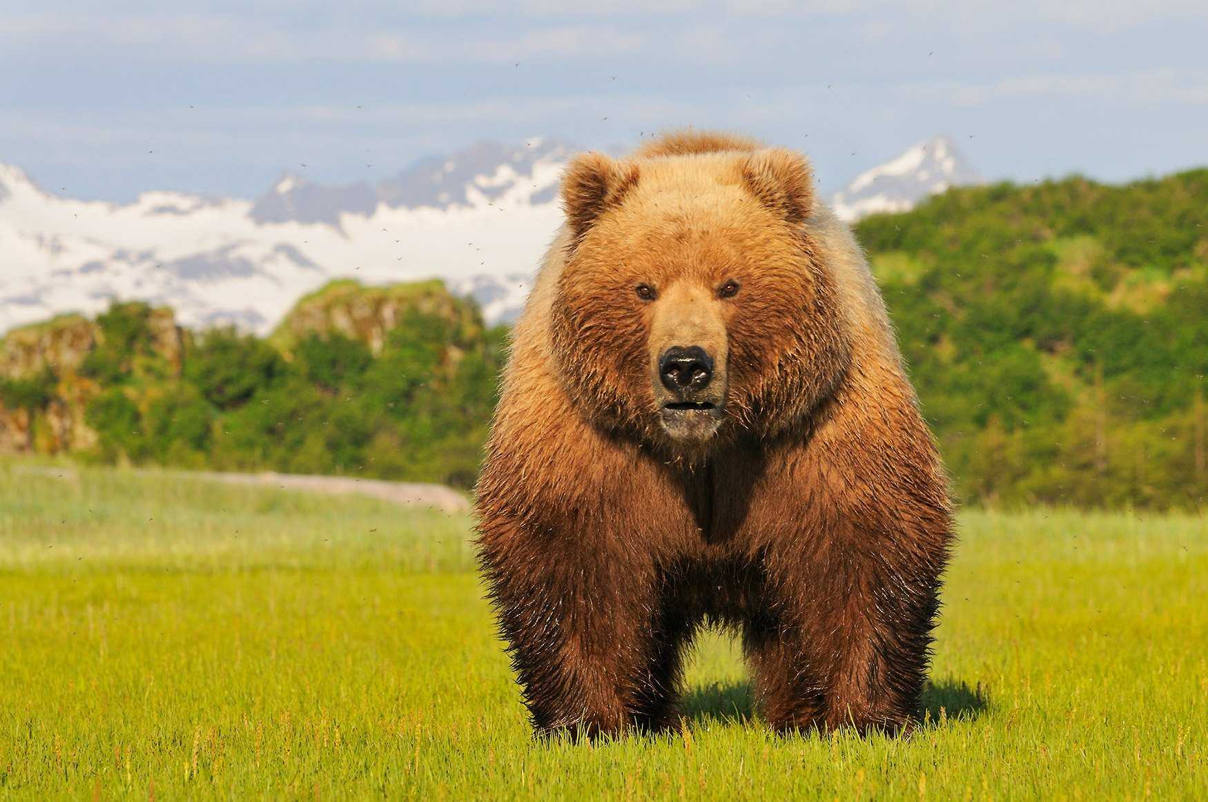 Какие медведи крупнее. Бурый медведь Кадьяк. Гризли североамериканский бурый медведь. Большой бурый медведь Кадьяк. Кадьяк медведь и Гризли.