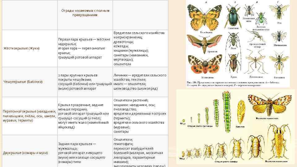 Какой тип развития характерен для жука оленя изображенного на рисунке