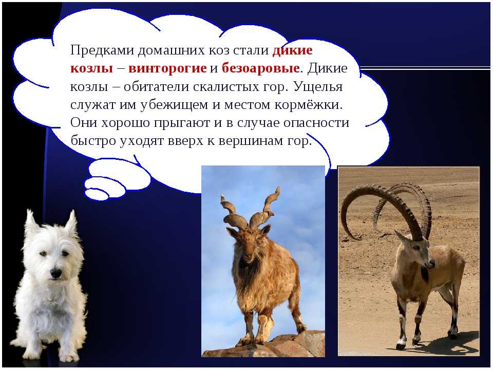 Происхождение животных предки. Коза для презентации. Доклад про козу. Дикие предки сельскохозяйственных животных. Одомашнивание коз.