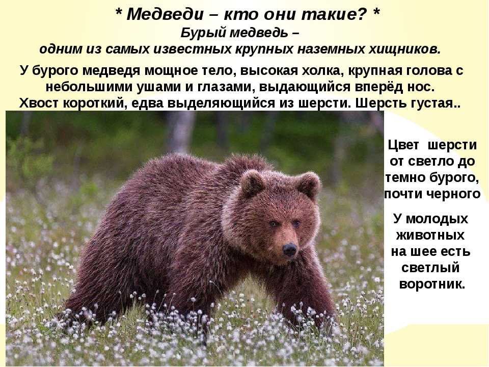 Почему 2 медведя. Описание медведя. Бурый медведь информация. Описать медведя. Бурый медведь описание.