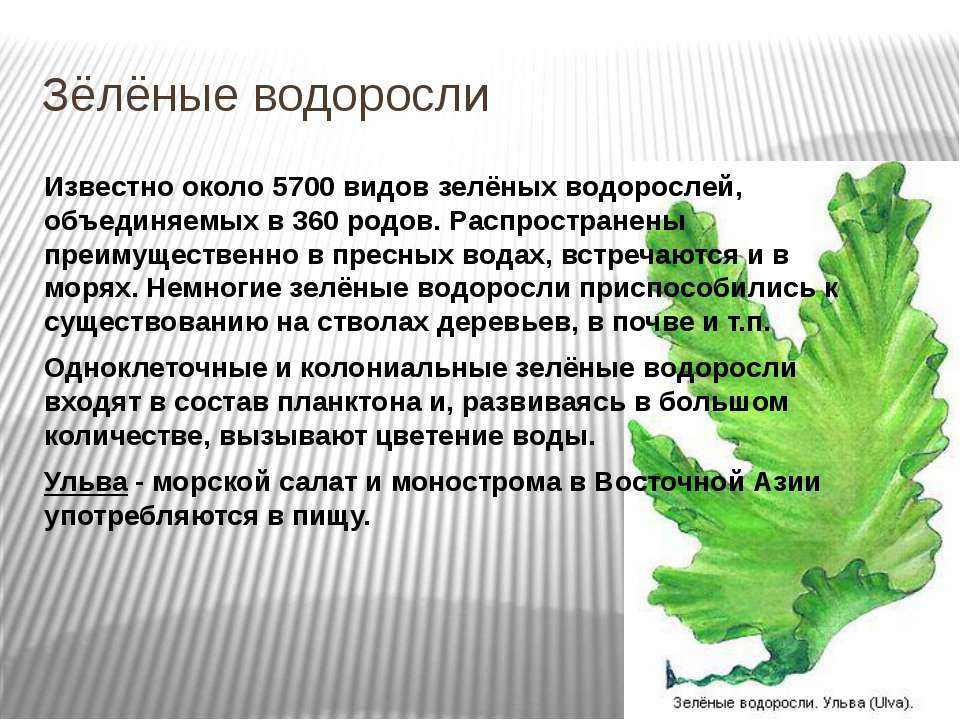 Биология водоросли сообщение. Сообщение о водорослях. Зелёные водоросли. Многообразие зеленых водорослей. Зеленые водоросли 5 класс.