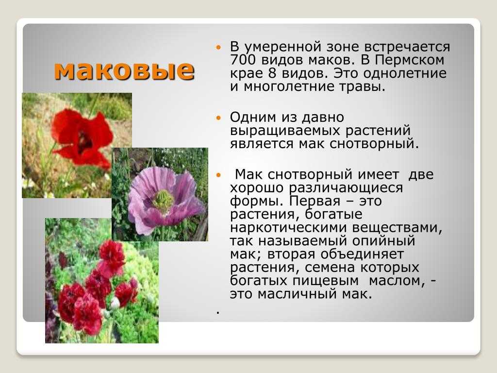 Цветок мака рассказ. Мак описание. Описание цветов. Мак цветок описание. Презентация на тему цветы.