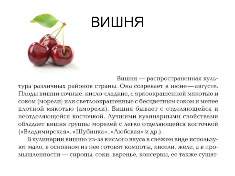 Вишневая история. Доклад про плод вишни. Рассказ о плоде вишни 3 класс. Доклад про вишню для 3 класса. Доклад на тему вишня.