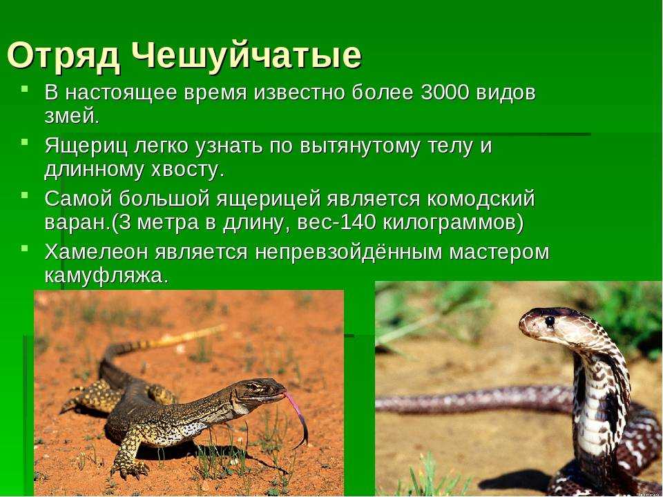 Змеи биология 7 класс. Отряд чешуйчатые подотряд змеи представители. Биология 7 класс отряд чешуйчатые (ящерицы)-. Класс рептилий и пресмыкающихся отряд чешуйчатые. Отряд чешуйчатые ящерицы и змеи.