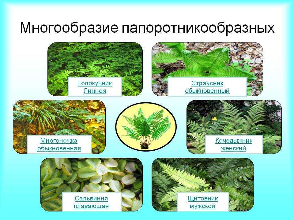 Папоротники виды и названия с картинками