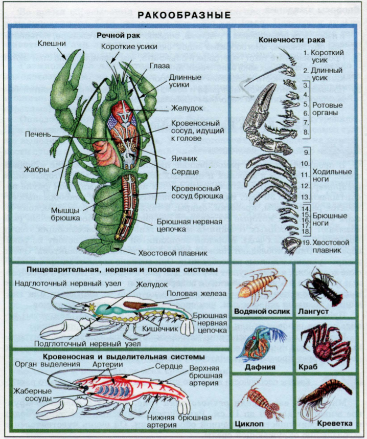 Рак рисунок биология