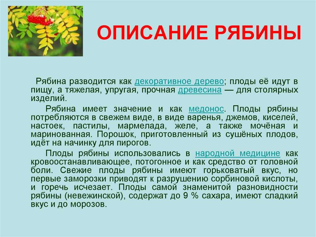 Рябина 4 класс проект