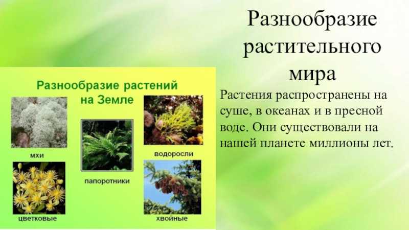 Урок разнообразие растений узнавание называние краткое описание. Многообразие растительного мира. Разнообразие растительного мира земли. Разнообразие растительности. Сообщение на тему многообразие растительного мира.