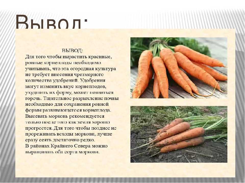 Сколько гр морковь. Морковь для презентации. Доклад про морковь. Морковка для презентации. Культурное растение морковь.