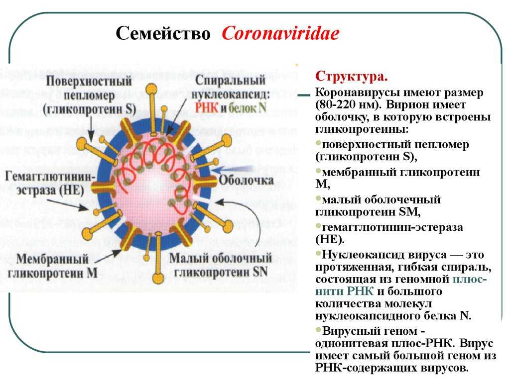 Бывает коронавирус