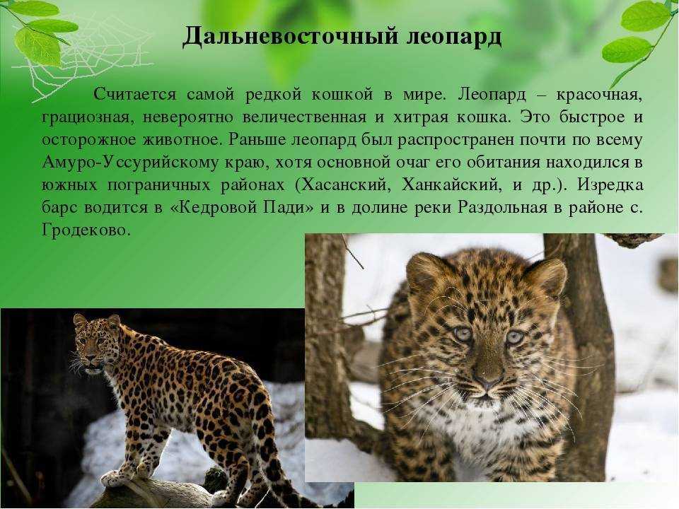 Описание леопарда