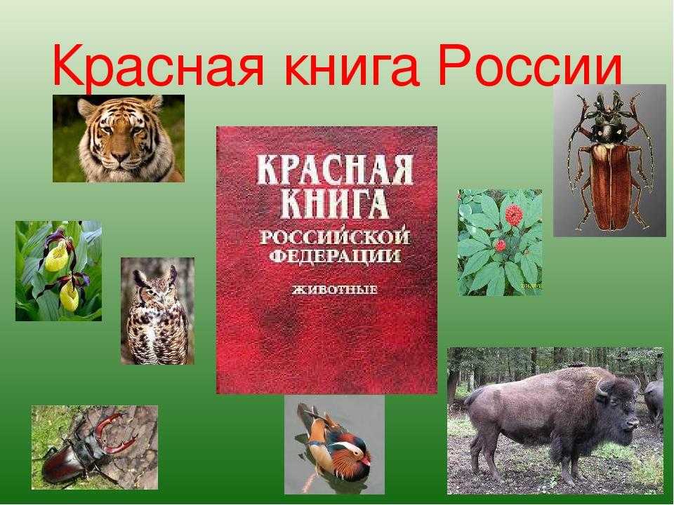 Написать проект на тему красная книга россии