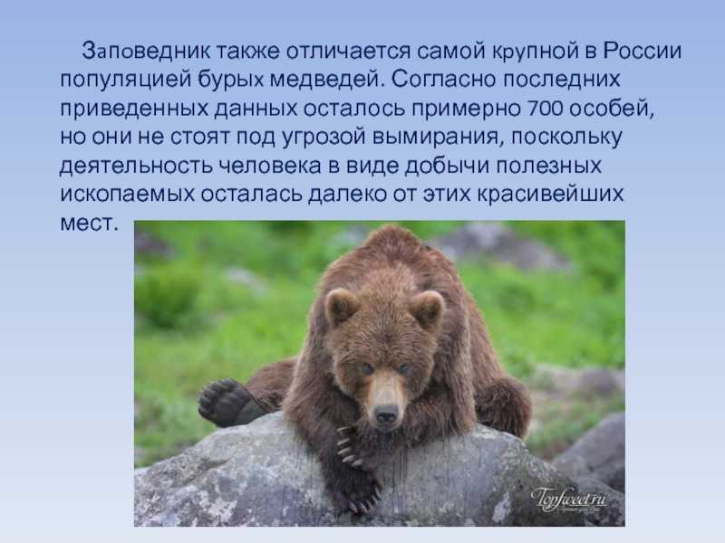 Бурый медведь приспособления. Медведь для презентации. Бурый медведь причины вымирания. Причины исчезновения бурого медведя. Приспособления бурого медведя.