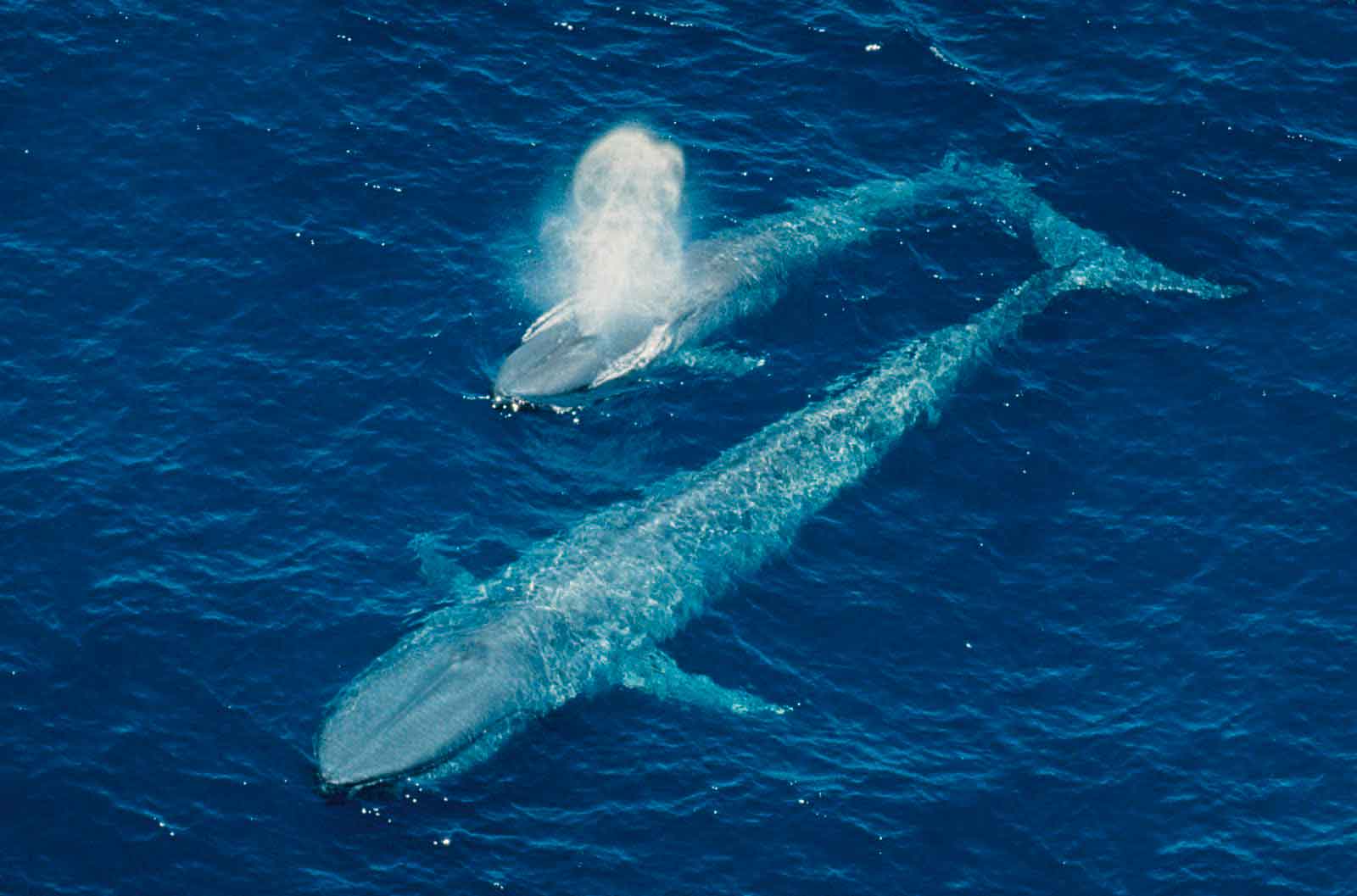 Самый большой синий кит в мире