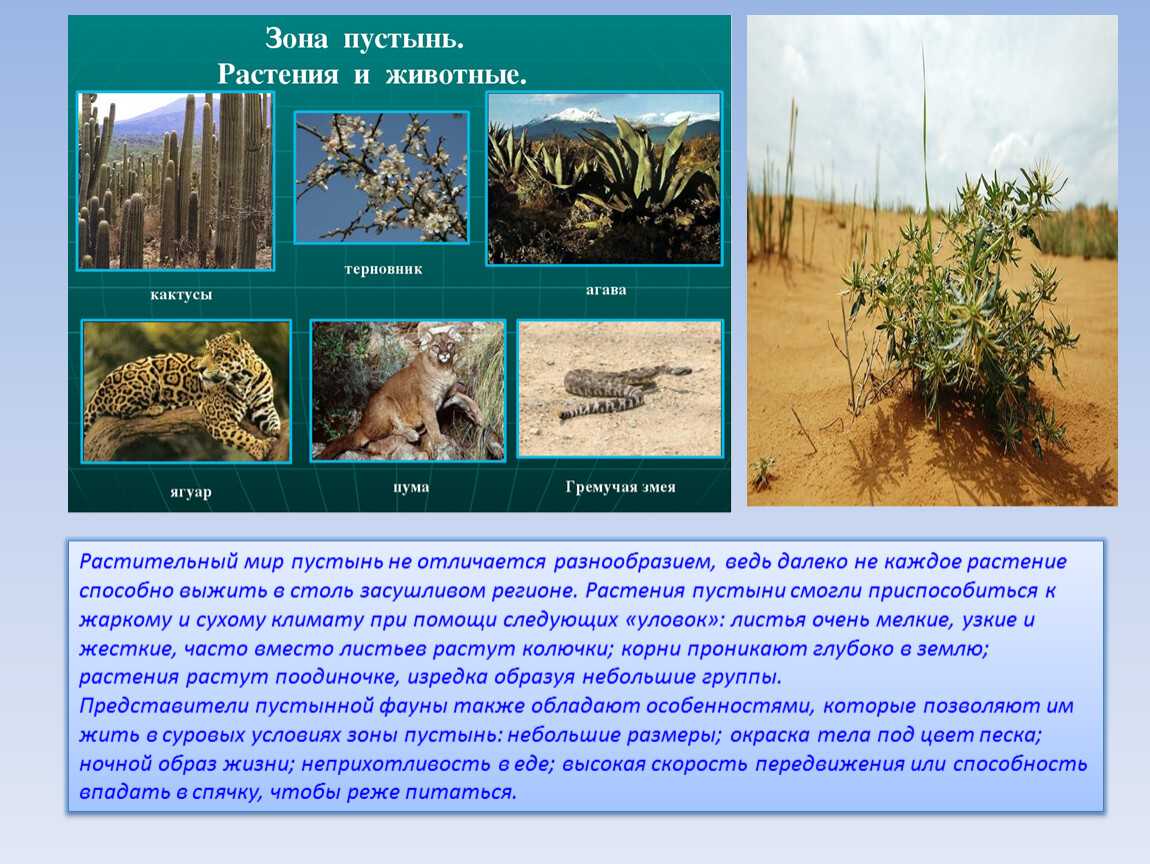 Презентация животный и растительный мир пустынь