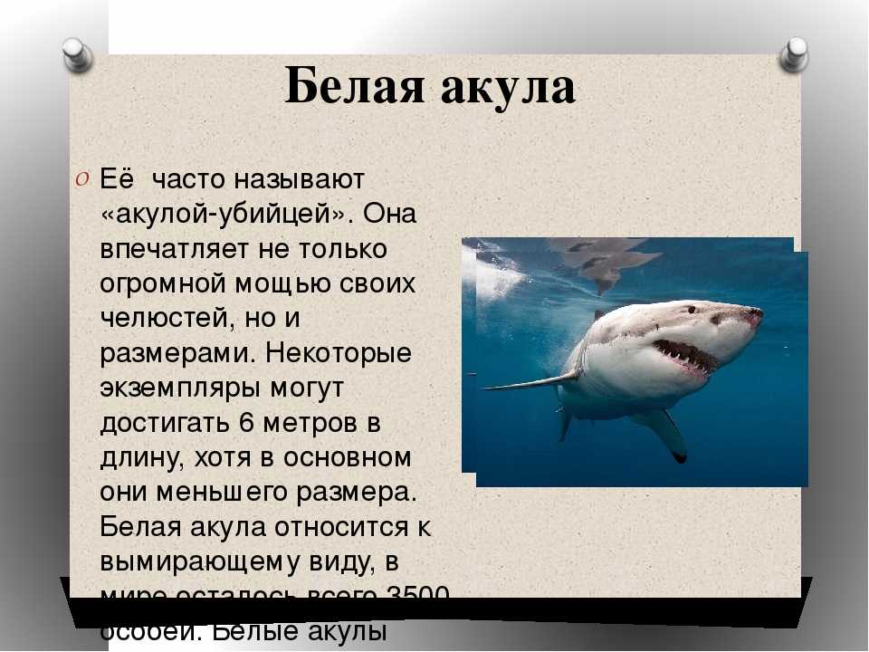 Акула позвони расскажи. Рассказ о белой акуле. Доклад про акулу. Рассказ акула. Белая акула презентация.