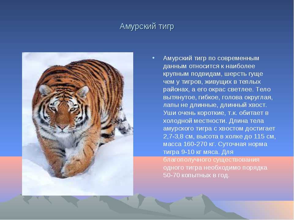 Амурский тигр (лат panthera tigris altaica)