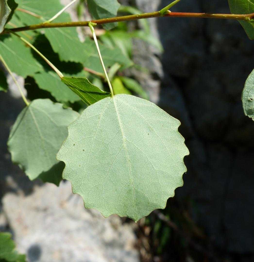 Populus tremula l фото