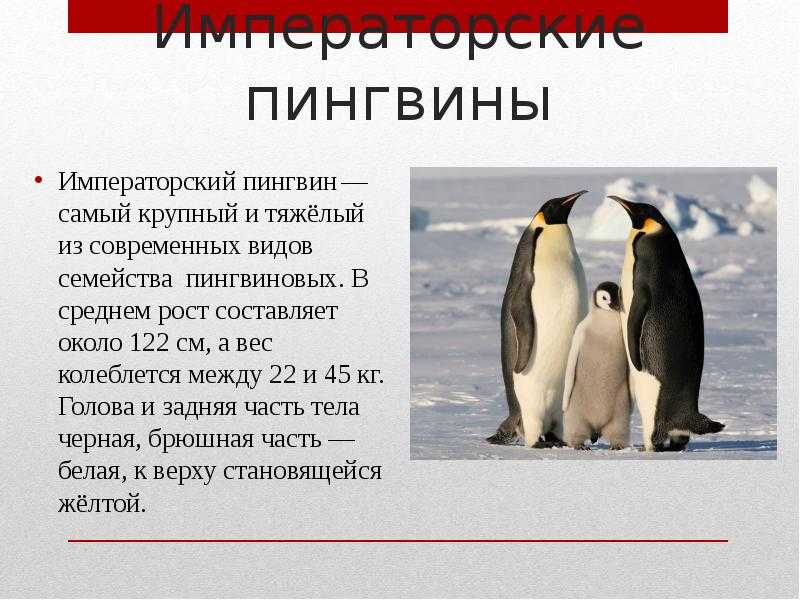 Три пингвина расписание