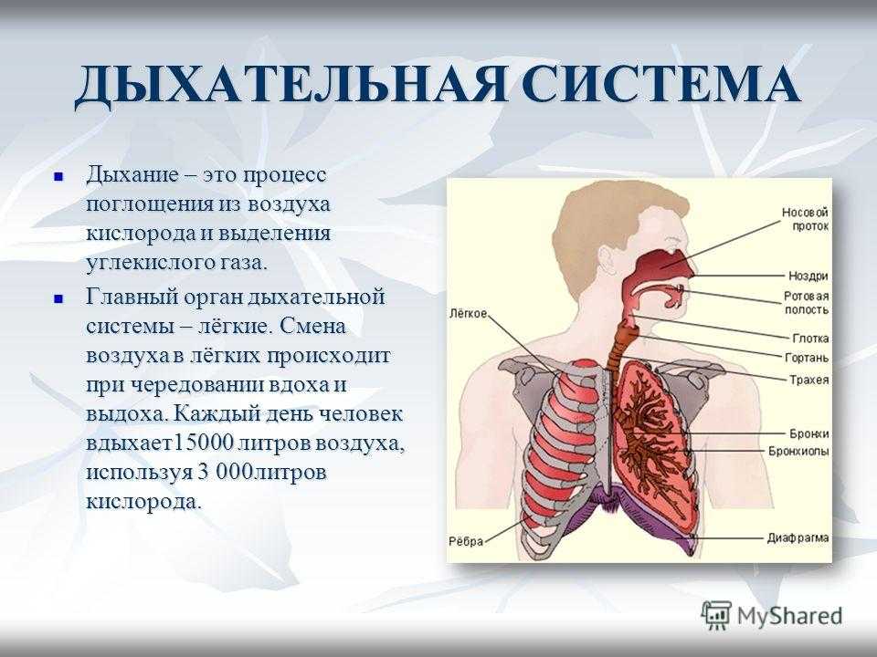 Глава iv. физиология системы дыхания