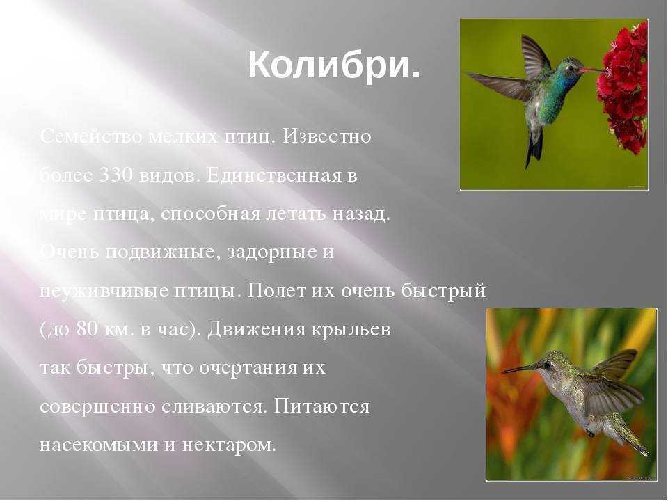 Колибри фото и описание. Колибри сообщение 2 класс. Колибри описание. Доклад про птицу Колибри. Колибри презентация.